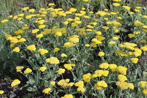 Fernleaf yarrow in the garden Stock Photos