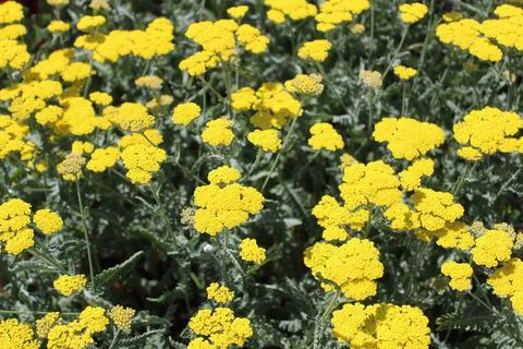 Fernleaf yarrow in the garden Stock Photos