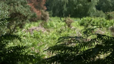 Ferns 2 Video stock 133450840
