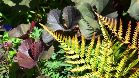 Ferns 2 Stock Photos