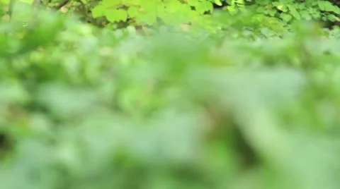 Ferns abound in the fall in a Pacific Northwest park 스톡 동영상 8964438