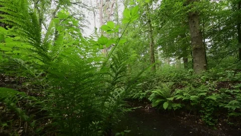 Ferns along a forest brook Video stock 156325772