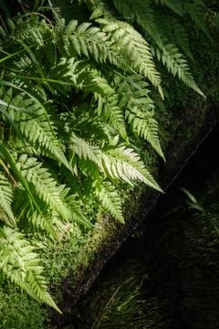 Ferns along the source in a levada Stock Photos