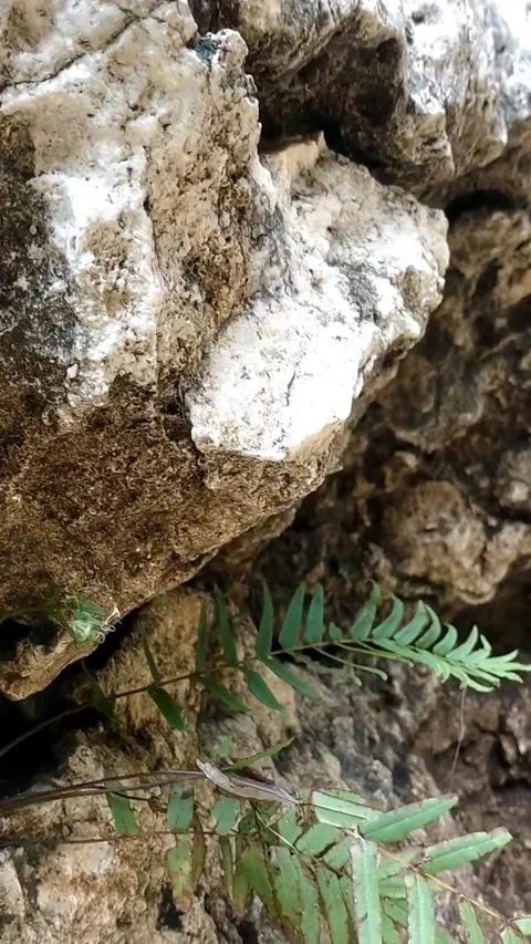 Ferns Among the Rocks 動画素材 327987099
