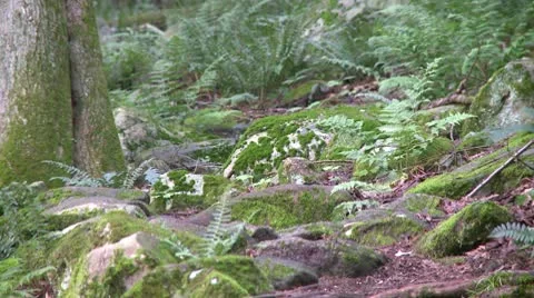 Ferns among the trees in a forest (3 of 3) Stock Footage 10770992