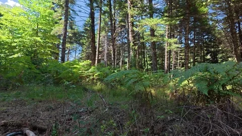 Ferns And Dry Branches In Dense Fir Forest With Strong Sunlight Vídeo Stock 326165035