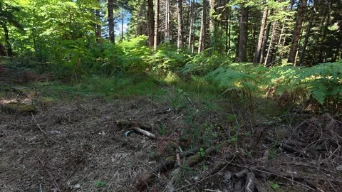 Ferns And Dry Branches In Dense Mediterranean Forest Under Sunlight Vídeo Stock 326165125