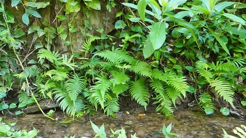 Ferns and Stock Footage 78735107