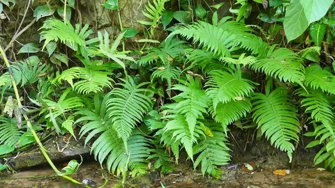 Ferns and Stock Footage 78735472