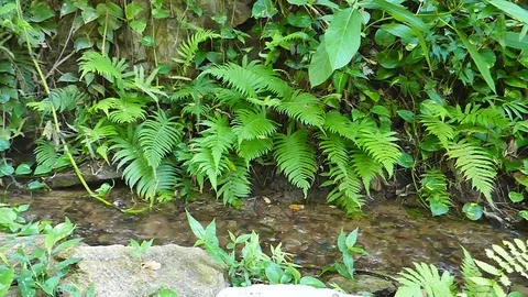 Ferns and Stock Footage 78735614