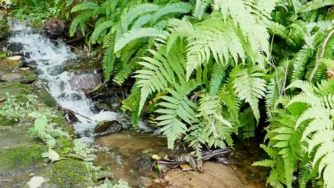 Ferns and Stock Footage 78735785