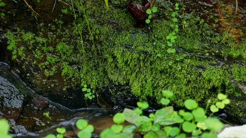 Ferns and Stock Footage 78739509