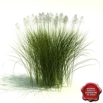 Ferns and Grasses Collection 3D Model