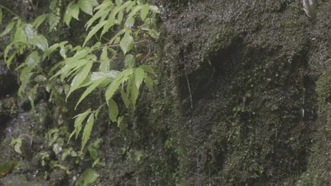 Ferns and Leaves Close-Up Stock-Footage 343567081