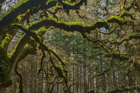 Ferns and Light Stock Photos