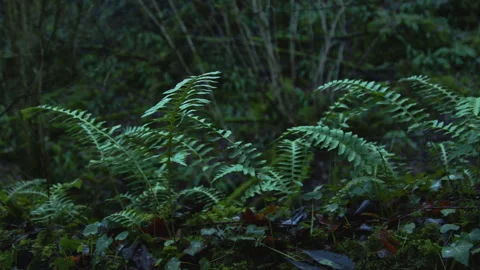 Ferns and Moss B-roll Nature Reclaiming Industry Vibe Stock Footage 324598773