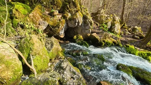 Ferns and moss cling to ancient rock surfaces. Grza River Spring, Serbia 스톡 동영상 332374547