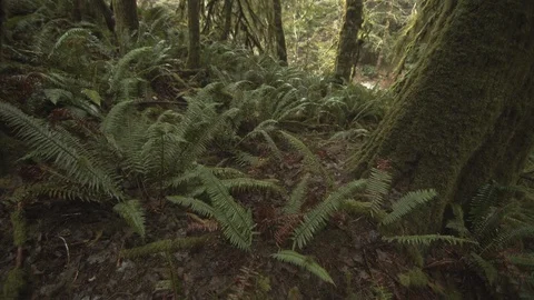 Ferns and moss covered tree in old growth forest Stock Footage 122403961