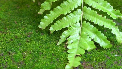Ferns and moss on the ground. Video stock 81045528