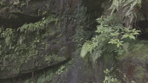 Ferns and Moss Growing on Rocky Cliff Vídeos de archivo 343559472