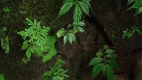Ferns and moss on rocks in the rainforest. Stock Footage 96989470