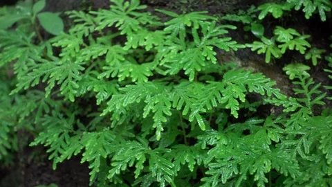 Ferns and moss on rocks in the rainforest. Stock Footage 96989506