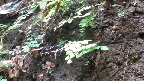 Ferns and moss on rocky cliffs Vídeo Stock 332469825