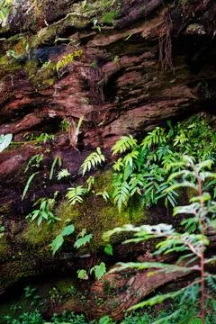 Ferns and Moss Thriving on Fallen Giant Tree Trunk in Taiwan Mountain Forest 写真素材