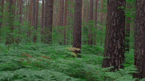 Ferns and Pine tree trunks growing in a wild green forest. Stock Footage 167163965