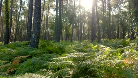 Ferns and Pine trees in a forest, the sun is shining between branches, Stock Footage 274244463
