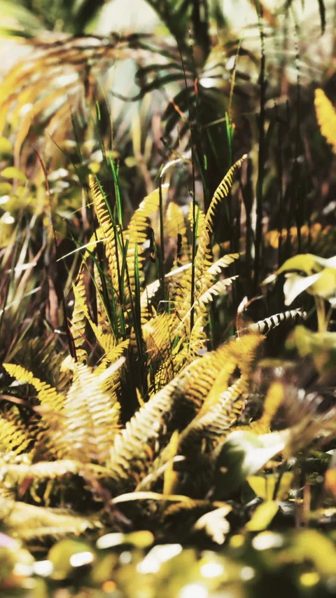 Ferns and plants grow in a lush setting during the day Stock Footage 346674783