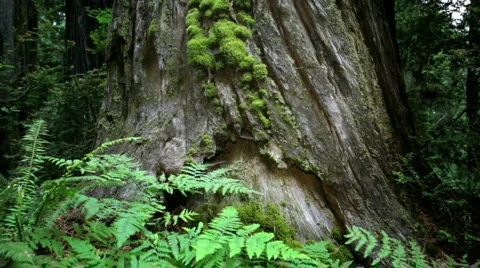 Ferns and Redwoods-Big Web Stock-Footage 810759