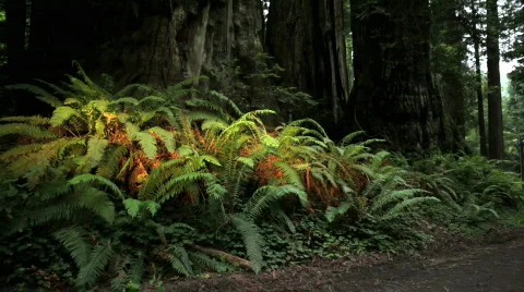 Ferns and Redwoods in Redwood National Park, California Stock Footage