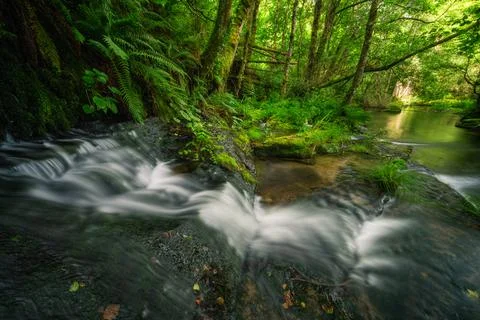 Ferns and riparian plants on the limestone steps of a small waterfall Stock Photos