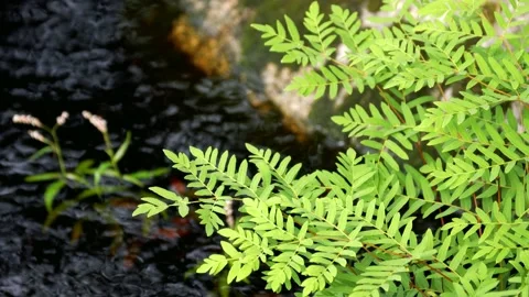 Ferns and river Stock Footage 157789793