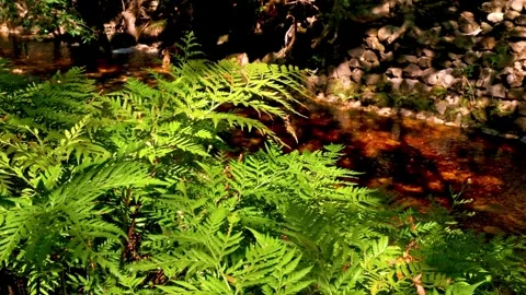 Ferns and river Stock Footage 345637465