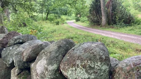 Ferns and rock wall Stock Footage 158553401