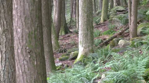 Ferns and rocks among the forest trees Stock Footage 10771123
