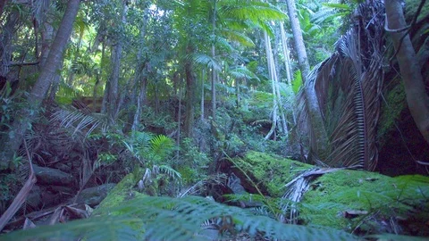 Ferns and trees in green forest Stock Footage 76139000