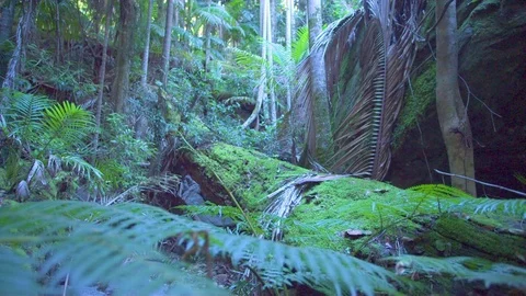 Ferns and trees in green forest Stock Footage 76139016