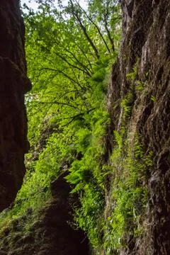 Ferns and vegetation 스톡 사진