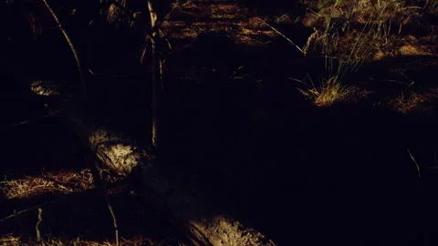 Ferns and Weeds in a pine forest Stock Footage 278793101