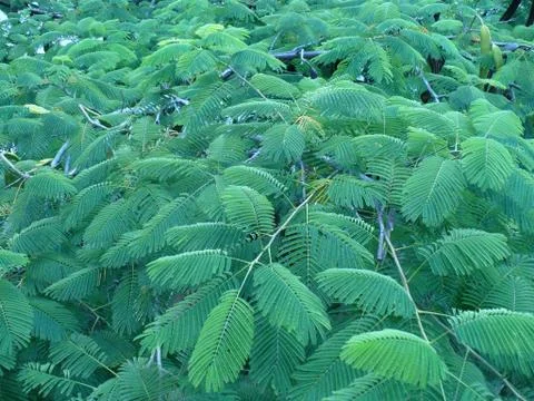 Ferns Background Stock Photos