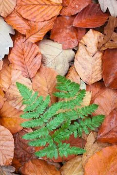 Ferns in beech leaves Stock Photos