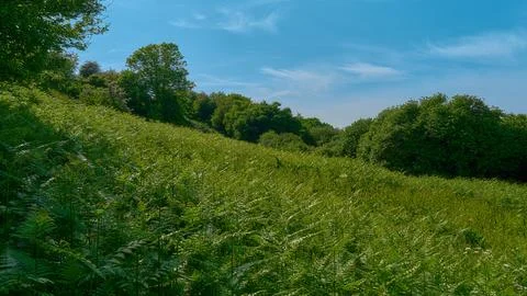 Ferns on Bembridge Down on The Isle of Wight Stock Photos