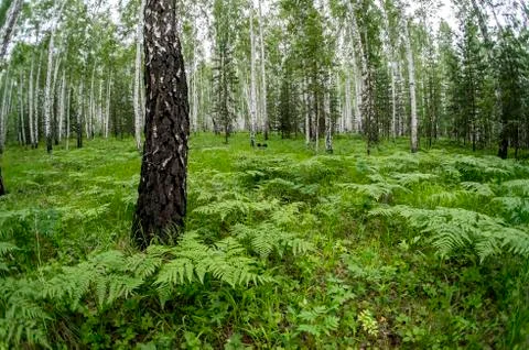 Ferns in the birch forest Stock Photos