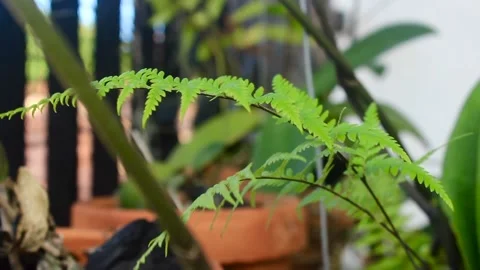 Ferns blowing Video stock 224627034