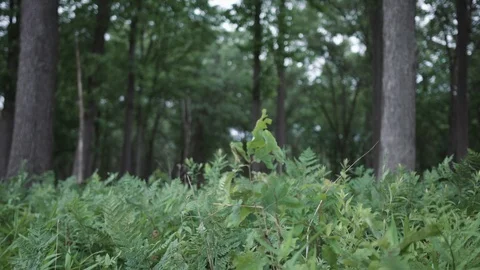 Ferns blowing in the wind on the edge of a forest Stock Footage 88047963