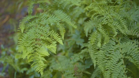 Ferns Blowing in the Wind Stock Footage 91265936