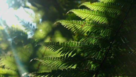 Ferns blowing in The Wind Stock Footage 250140392